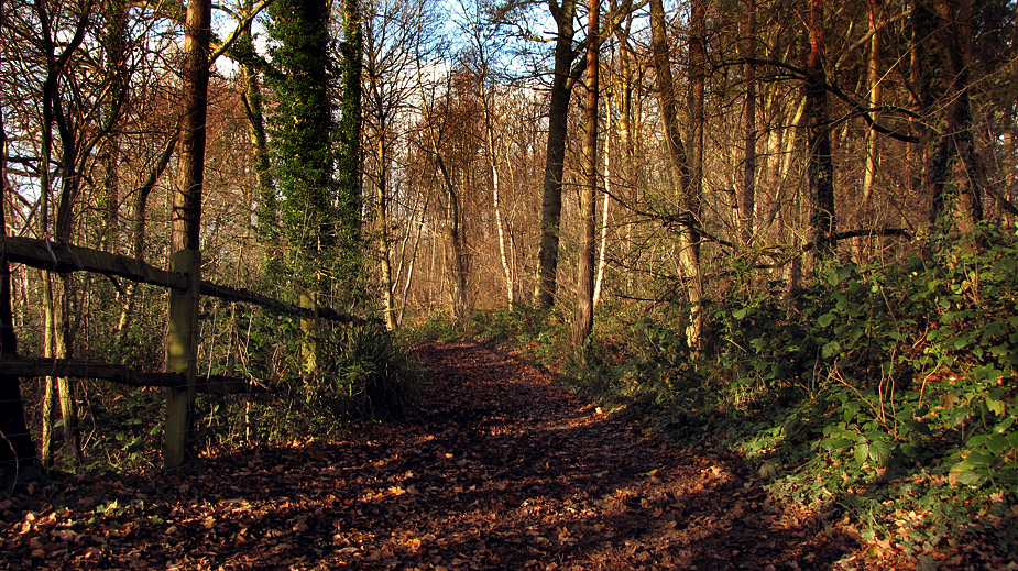 Monday November 24th (2008) late autumn align=