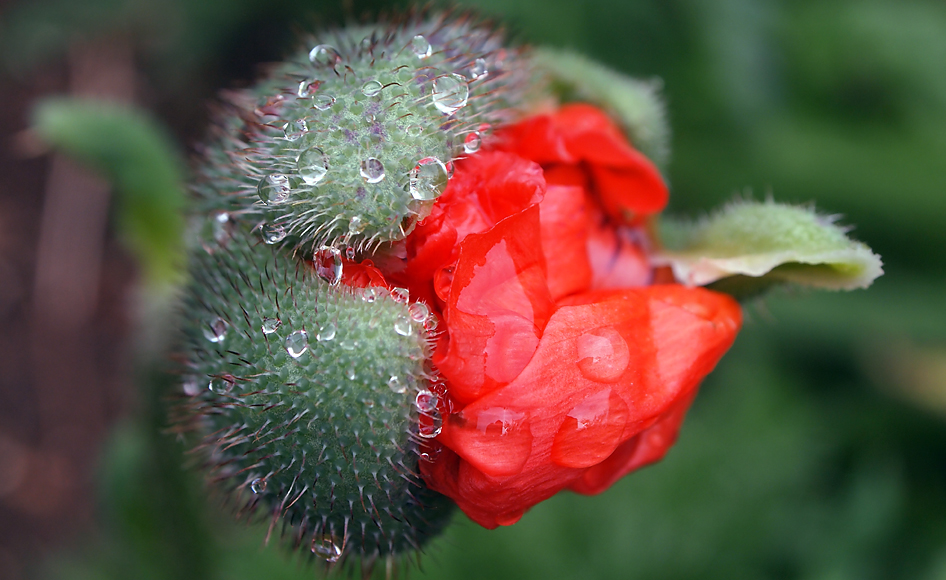 Monday July 1st (2013) emerging poppy align=