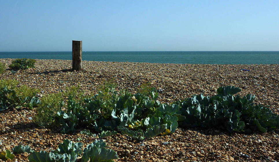 Tuesday July 13th (2010) sea cabbage align=