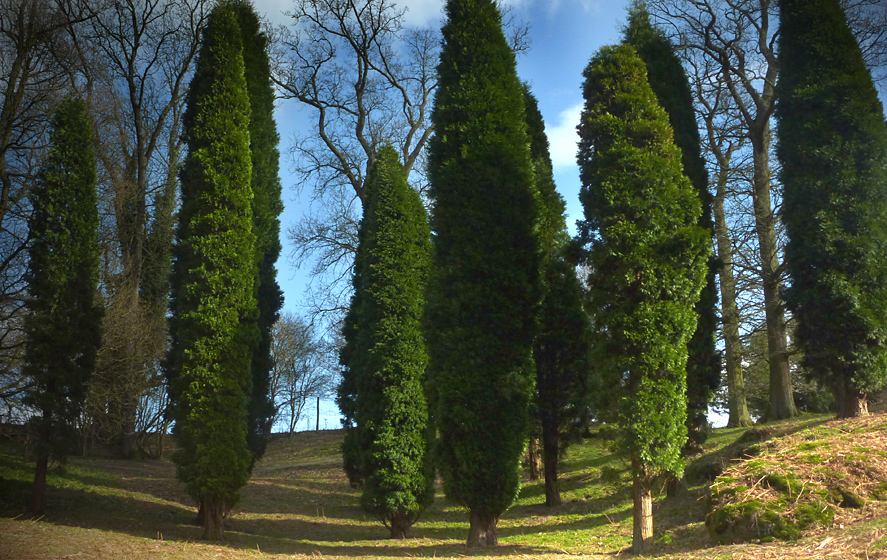 Monday March 22nd (2010) incense cedars (calocedrus decurrens) align=