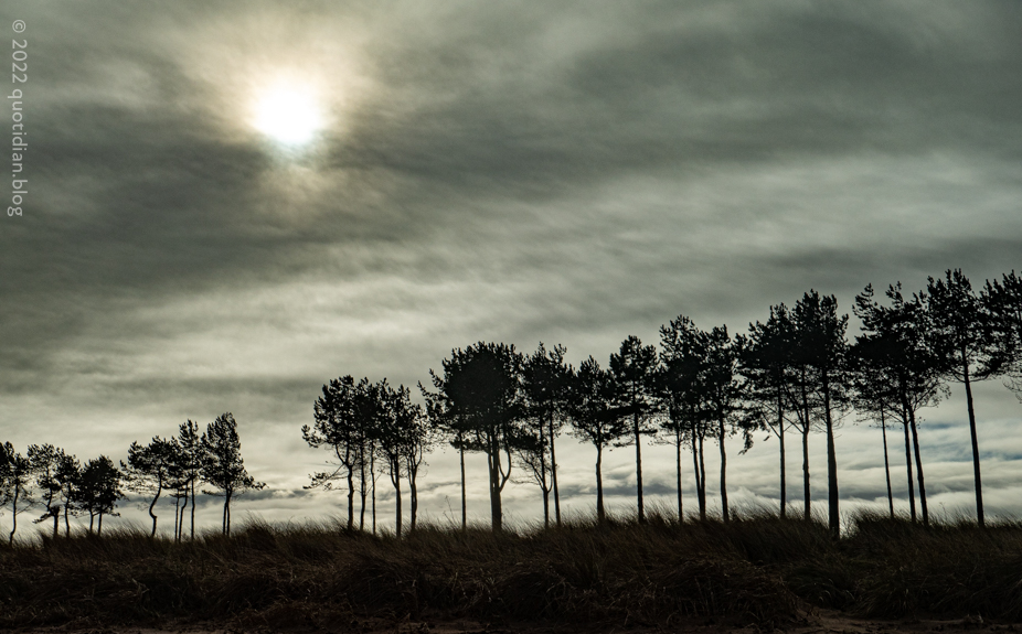 Wednesday February 9th (2022) treeline align=