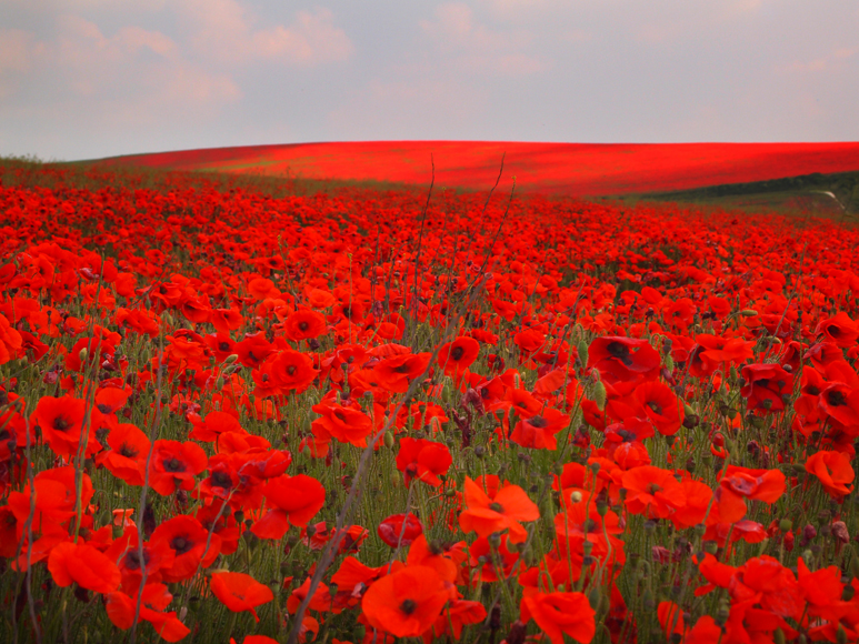 Sunday July 7th (2013) south heighton poppies align=