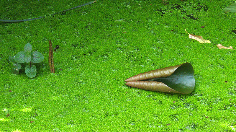 Wednesday June 21st (2006) green pond align=