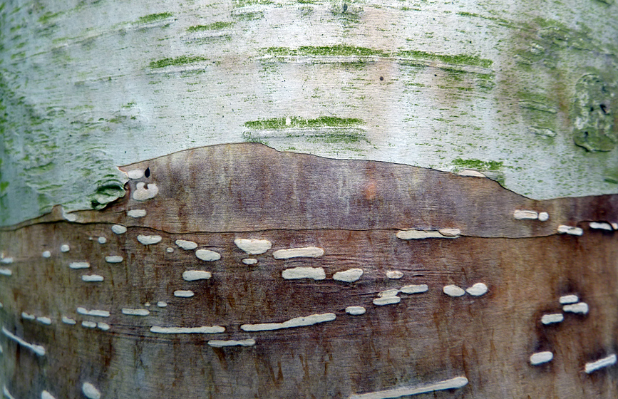 Wednesday April 28th (2010) bark of birch