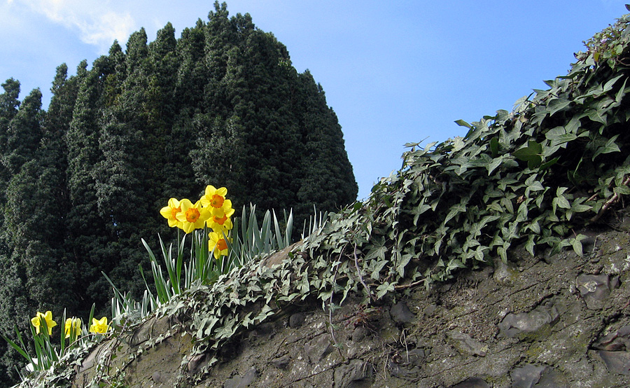 Saturday March 1st (2008) yew - narcissi - ivy align=