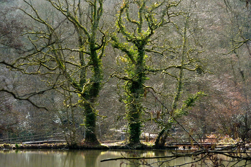 Sunday March 21st (2010) trees are green align=