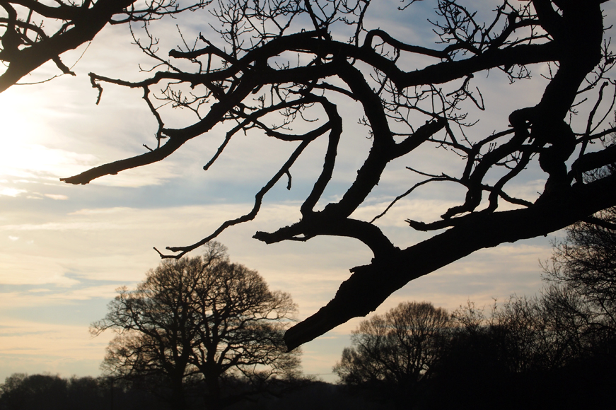 Saturday January 26th (2013) tree forms align=