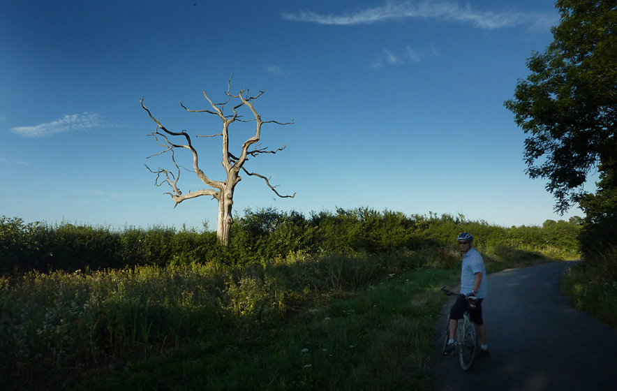 Thursday July 22nd (2010) that old dead oak again align=