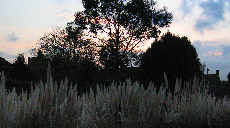 Tuesday November 14th (2006) pampas grass align=