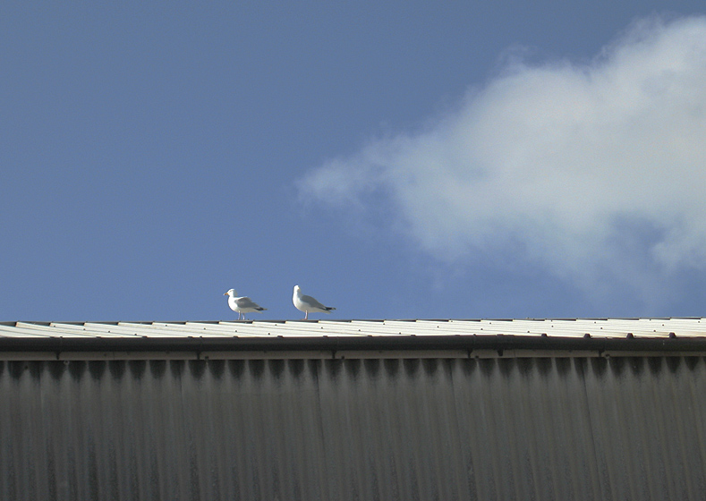 Saturday April 19th (2008) two gulls align=