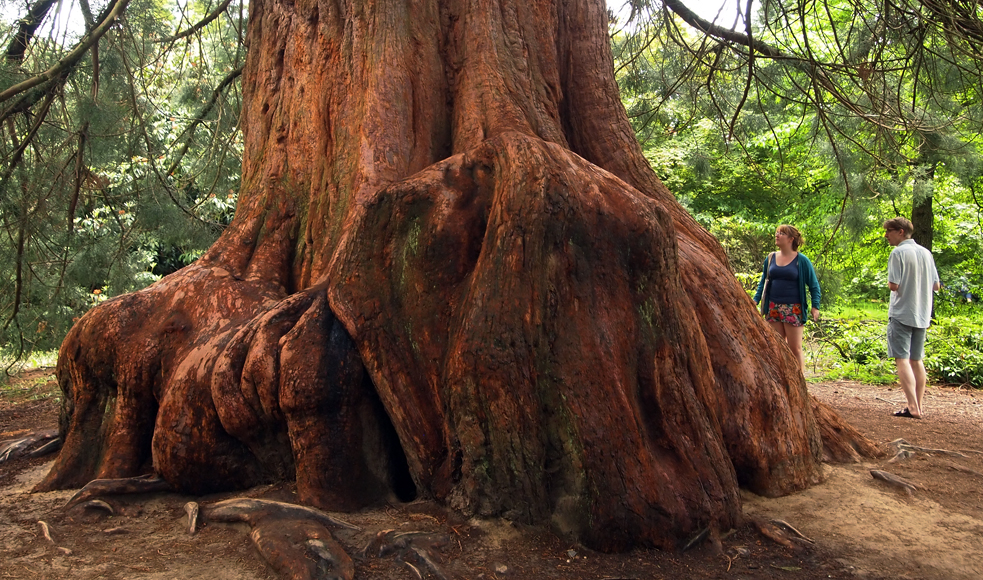 Tuesday June 17th (2014) a very big tree indeed align=