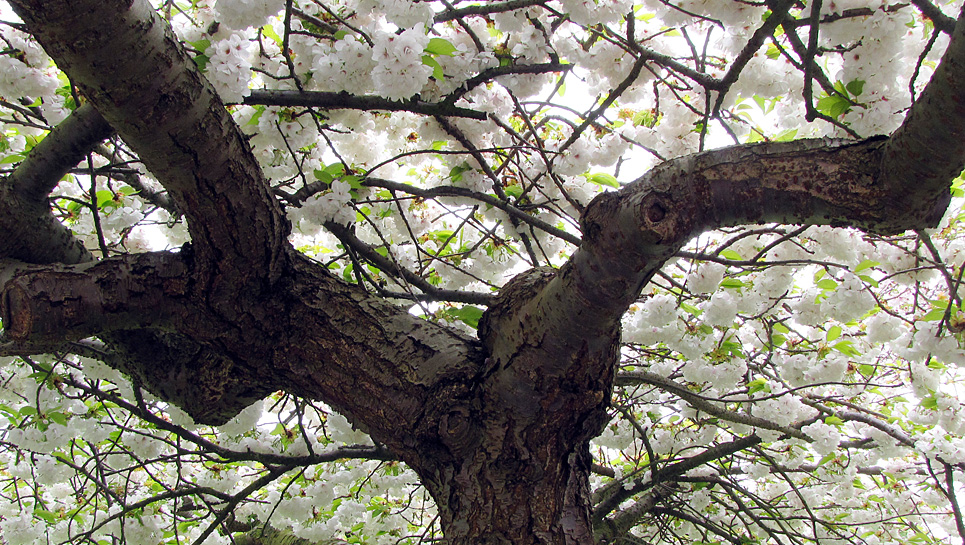 Monday April 13th (2009) sakura align=