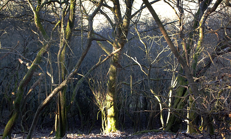 Wednesday February 2nd (2011) rough woodland align=