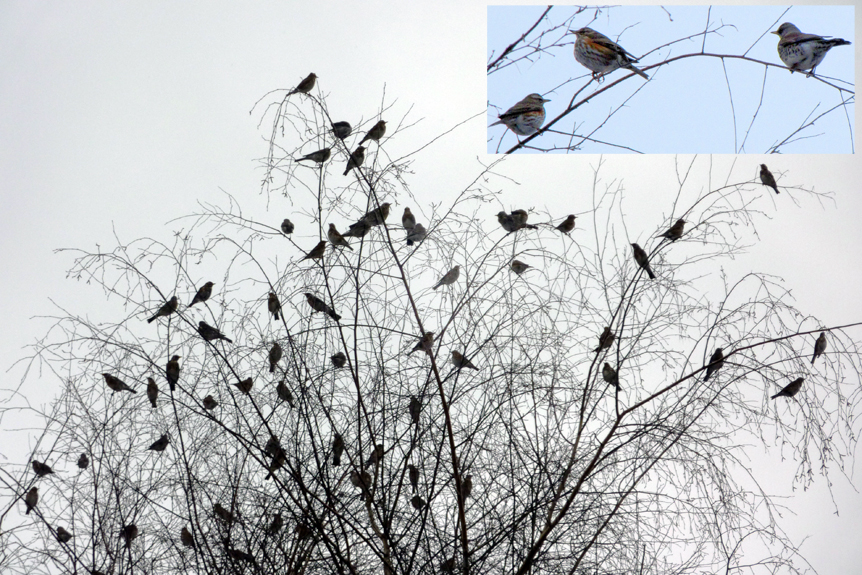 Wednesday February 8th (2012) tree full of fieldfares align=