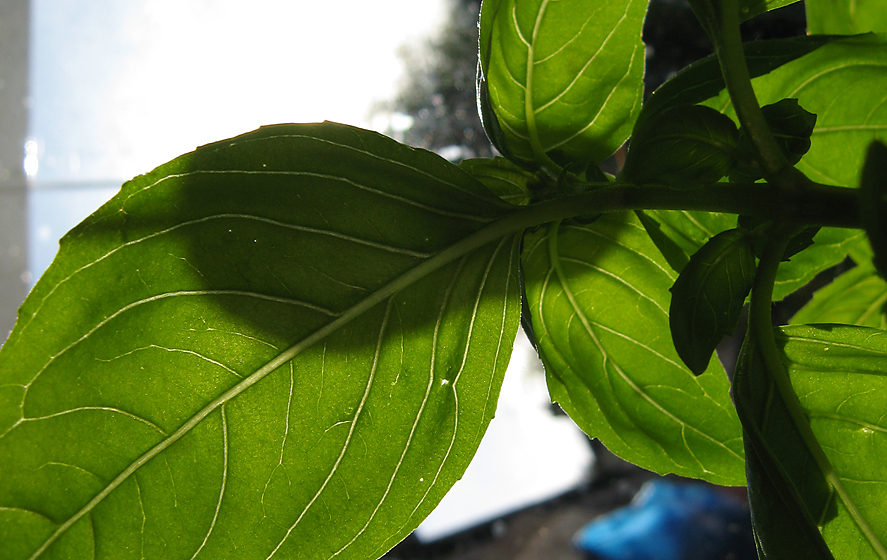 Thursday July 23rd (2009) glorious basil align=