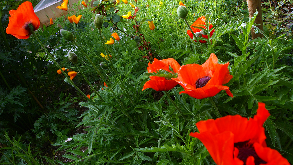 Thursday June 5th (2014) poppies - two kinds align=