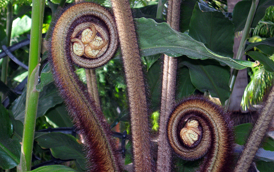 Friday April 4th (2008) curled up ferns align=