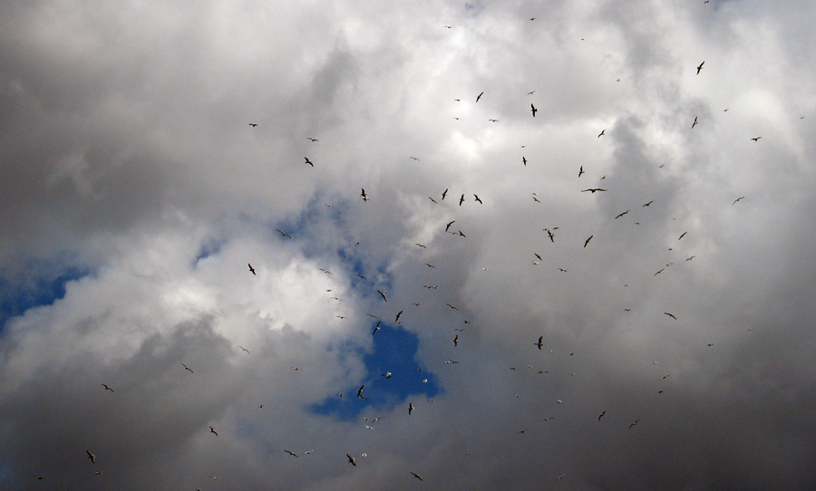 Monday December 31st (2007) gulls circling align=