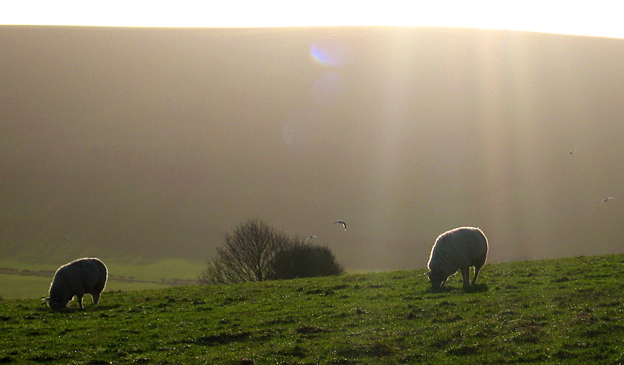 Thursday January 11th (2007) ovine contre-jour align=