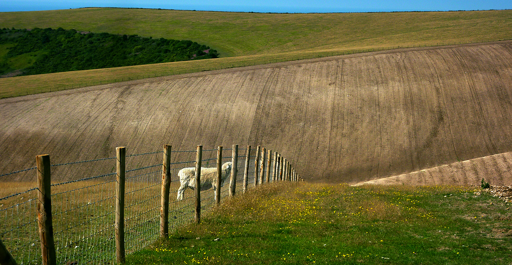 Wednesday August 21st (2013) grass  always greener align=