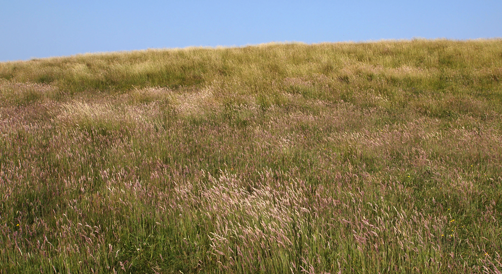 Saturday July 20th (2013) grass align=