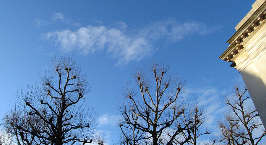 Thursday March 1st (2007) pollarded london planes align=