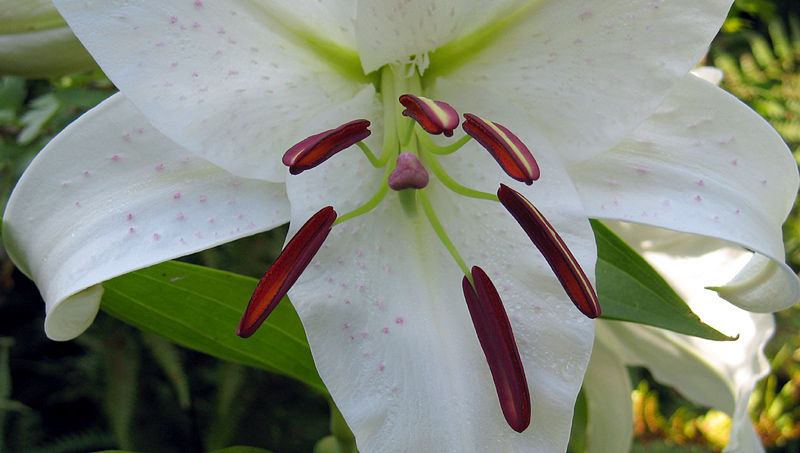 Wednesday July 26th (2006) lily align=