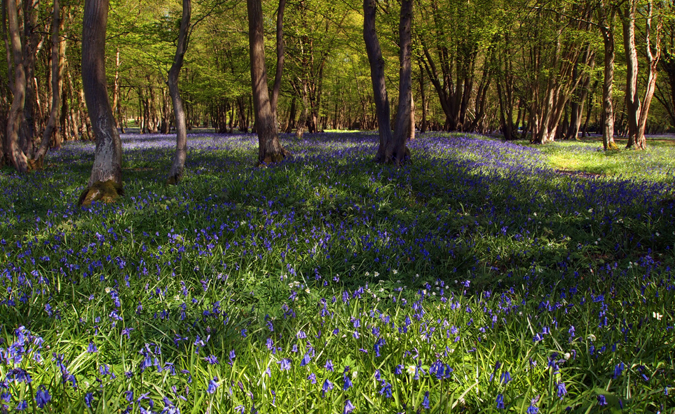 Wednesday May 8th (2013) bluebell time again align=