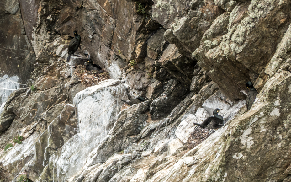 Wednesday May 24th (2017) three shags... two on nests align=