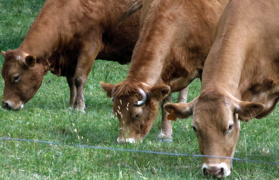 Thursday May 26th (2011) three cows align=