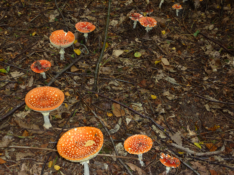 Monday September 20th (2010) fairy ring align=