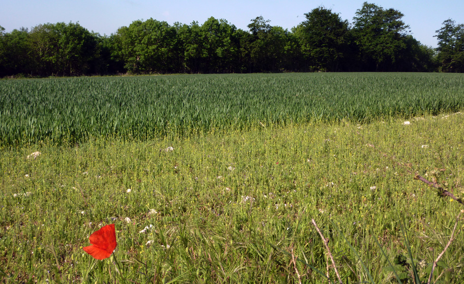 Tuesday June 1st (2010) lonely poppy align=