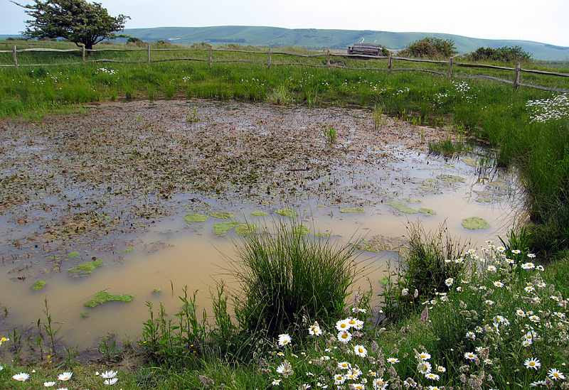 Sunday June 11th (2006) dew pond align=