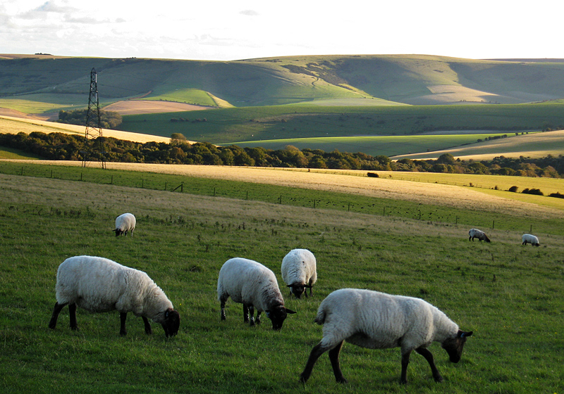 Thursday October 23rd (2008) early evening grazing align=