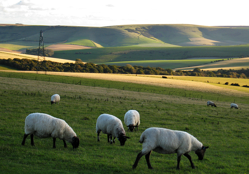 Thursday October 23rd (2008) early evening grazing align=