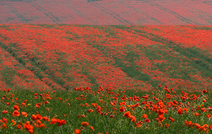 Sunday June 14th (2009) those poppies again align=