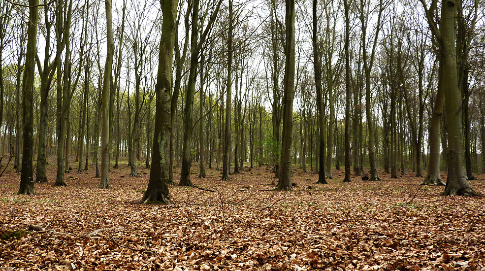 Friday April 15th (2011) friston forest align=