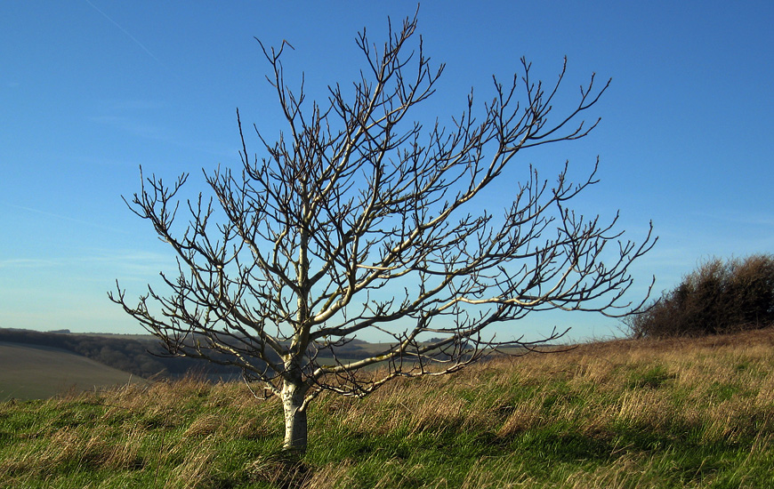 Wednesday February 13th (2008) downland tree align=