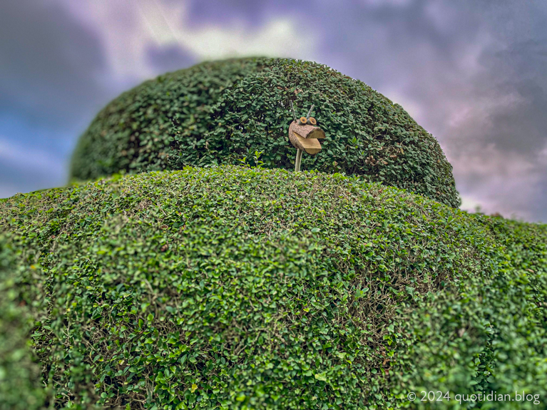 Thursday May 30th (2024) head in bush align=