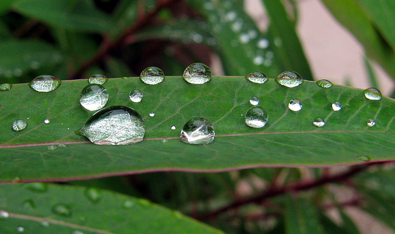 Wednesday July 5th (2006) surface tension align=