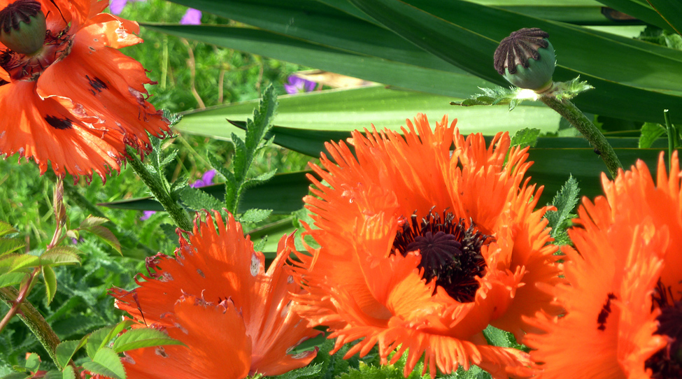 Wednesday June 16th (2010) papaver align=