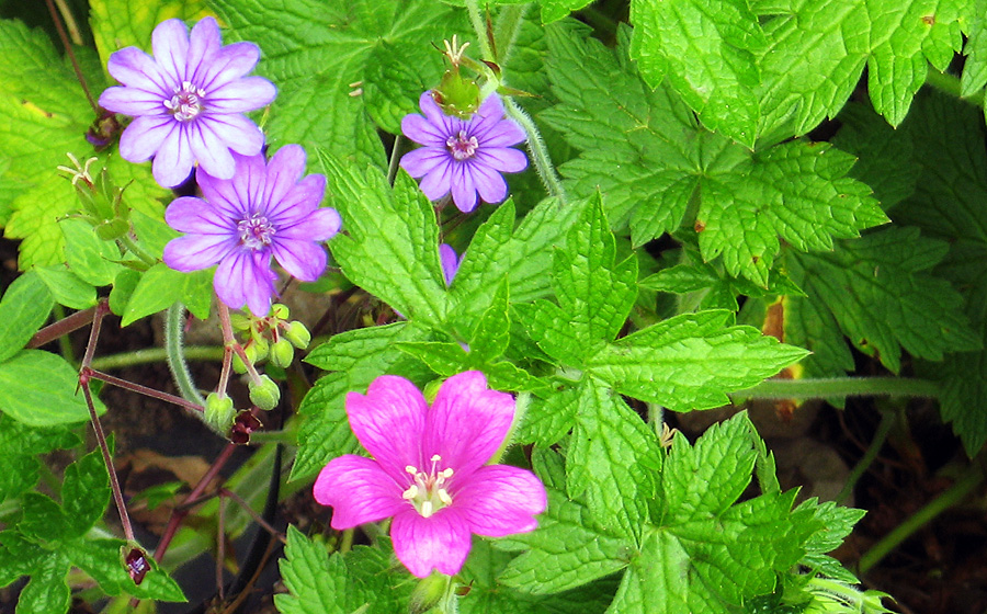 Tuesday June 5th (2007) geraniums align=