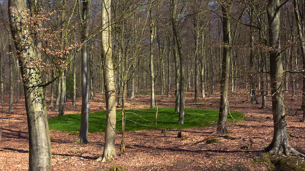 Sunday April 21st (2013) forest murmurs align=