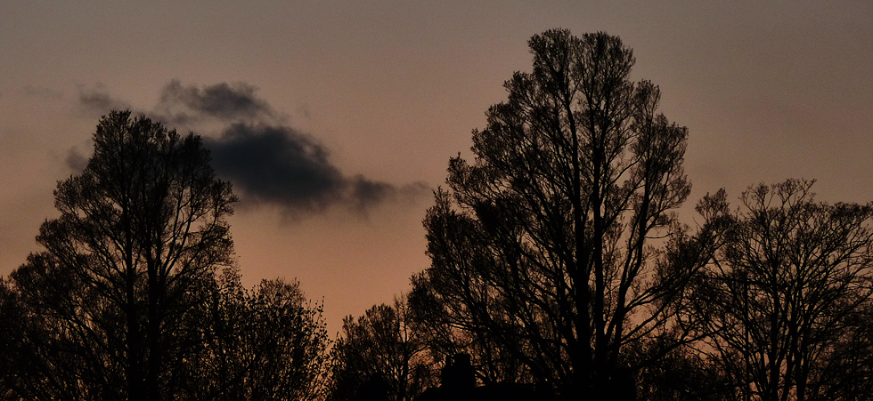 Tuesday April 13th (2010) twilight trees align=