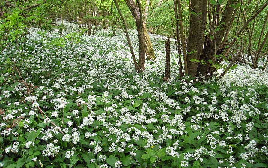 Thursday May 7th (2009) wild garlic align=