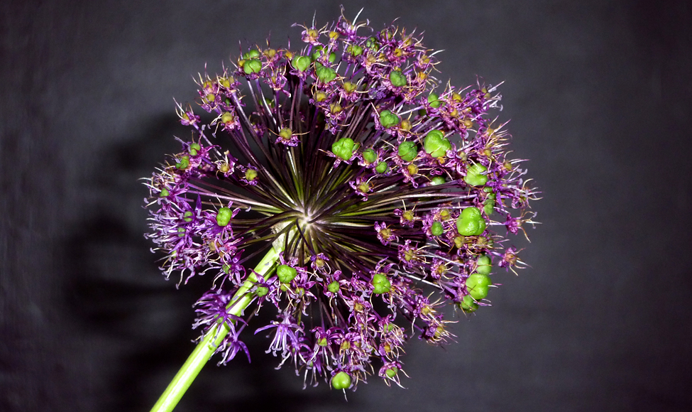 Sunday June 16th (2013) purple alium align=