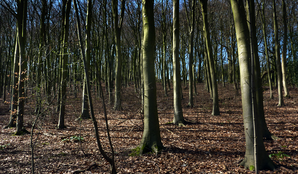 Sunday March 20th (2011) beech woods align=