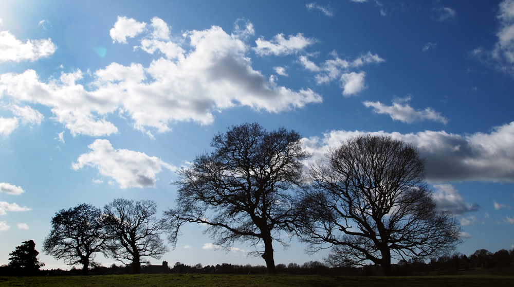 Saturday February 18th (2012) tree silhouettes align=