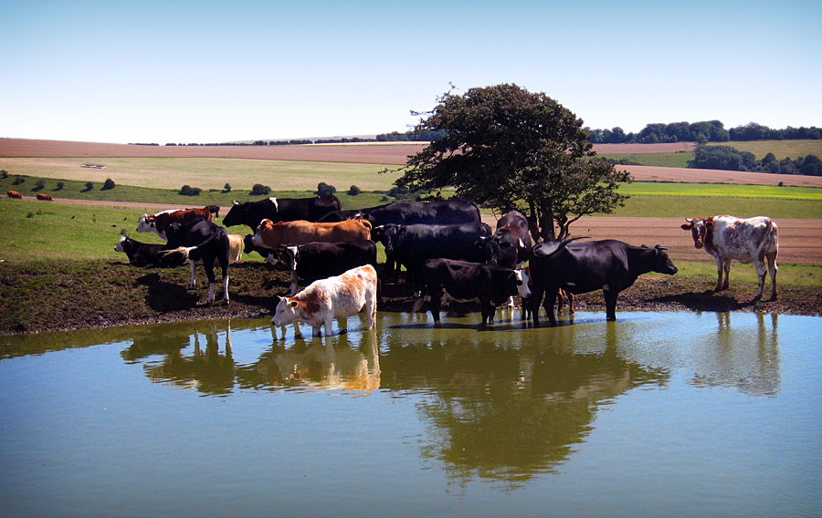 Tuesday July 31st (2007) cows at the dew pond align=