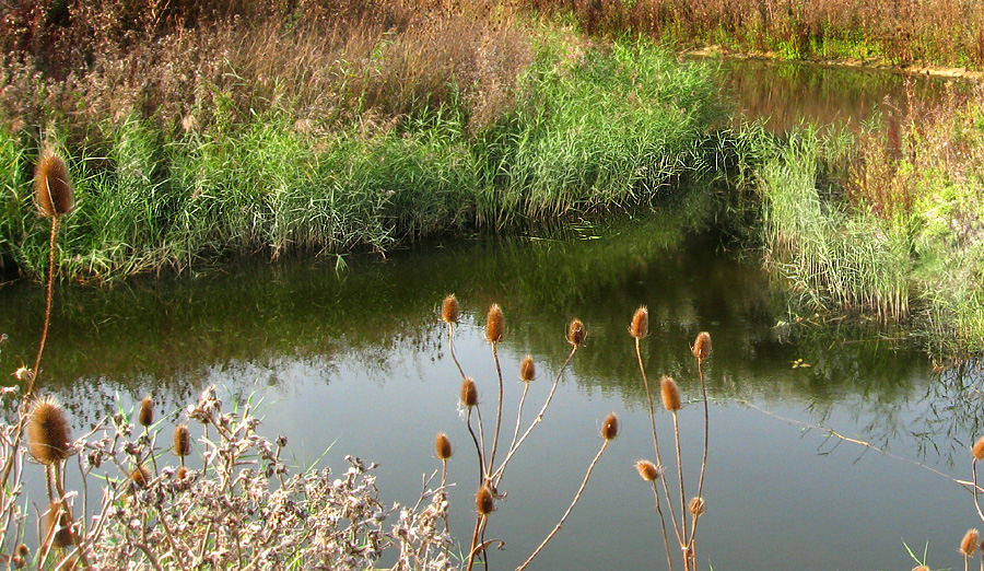 Monday September 18th (2006) wetlands align=